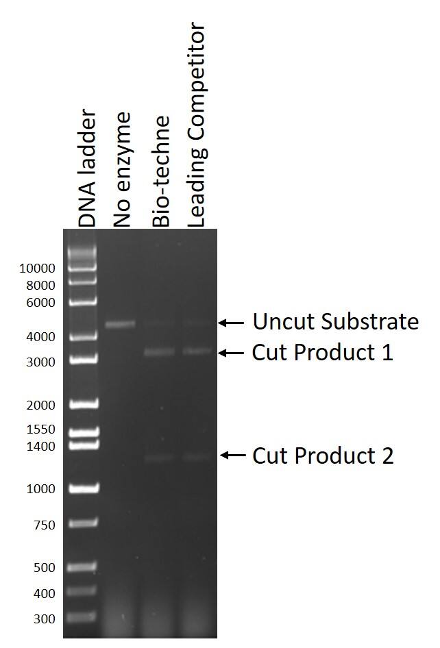 Recombinant S. pyogenes CRISPR-associated Protein 9 Bioactivity