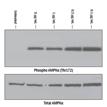 Recombinant Human CTRP2/C1qTNF2 Protein Bioactivity