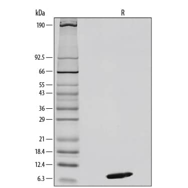 Recombinant Mouse CXCL12/SDF-1 alpha Protein SDS-PAGE