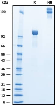 Recombinant Human Cadherin-9 Fc Chimera Protein SDS-PAGE