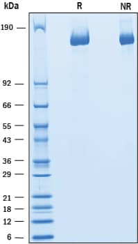 Recombinant Human Caspr1 His-tag Protein SDS-PAGE