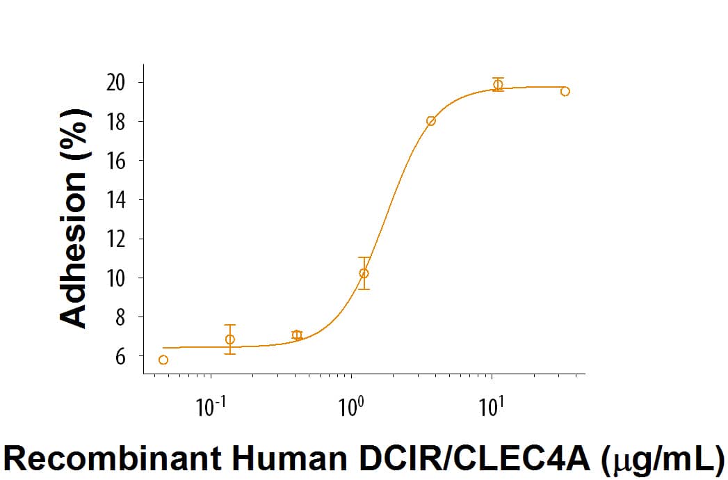 Recombinant Human DCIR/CLEC4A Protein Bioactivity