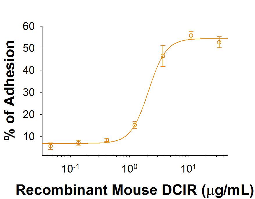 Recombinant Mouse DCIR/CLEC4A Protein Bioactivity