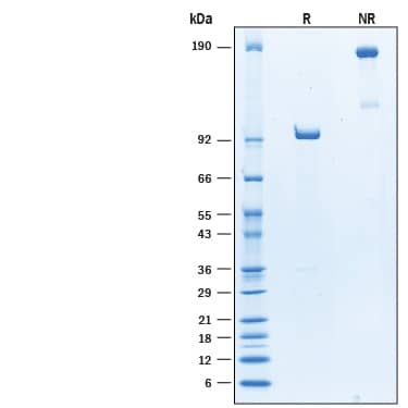 Recombinant Human DLL1 Fc Chimera Protein SDS-PAGE