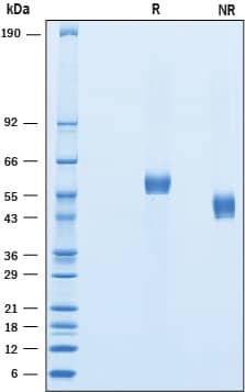 Recombinant Human DLL3 Protein SDS-PAGE