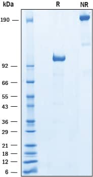 Recombinant Mouse DLL4 Fc Chimera Protein SDS-PAGE