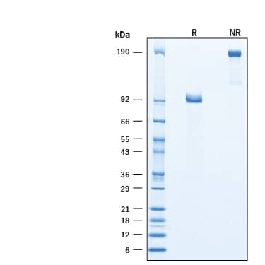 Recombinant Human DLL4 Fc Chimera Protein SDS-PAGE