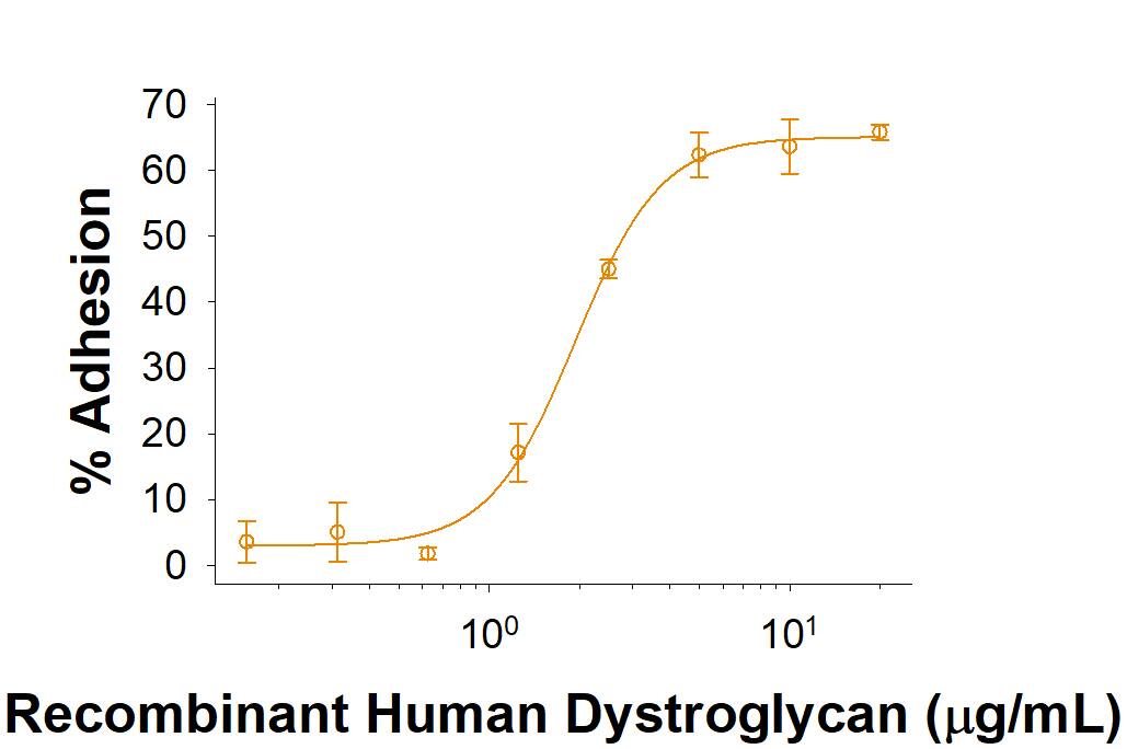 Recombinant Human Dystroglycan Fc Chimera Protein Bioactivity