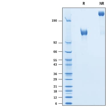 Recombinant Cynomolgus Monkey EGFR Fc Chimera Protein SDS-PAGE