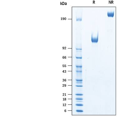 Recombinant Human EGFR Fc Chimera Avi-tag Protein SDS-PAGE