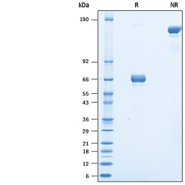 Recombinant Human EpCAM/TROP1 Fc Chimera Avi-tag Protein SDS-PAGE