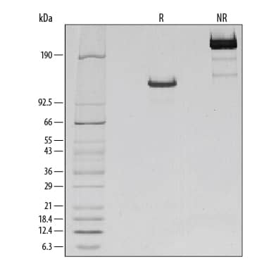 Graph showing dose-dependent bioactivity of human ErbB2 / Her2 protein