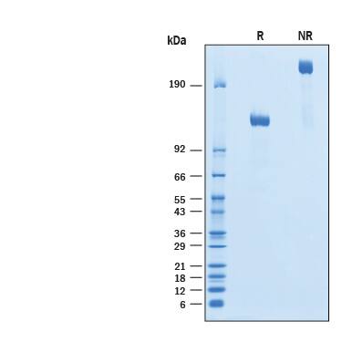 Recombinant Human ErbB2/Her2 Fc Chimera Avi-tag Protein SDS-PAGE