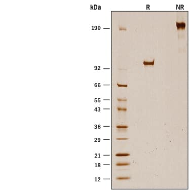 Recombinant Human Fibrillin-1/FBN1 Fc Chimera Protein SDS-PAGE