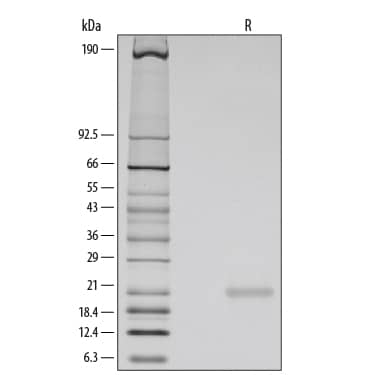 Recombinant Human FGF-10 Protein SDS-PAGE