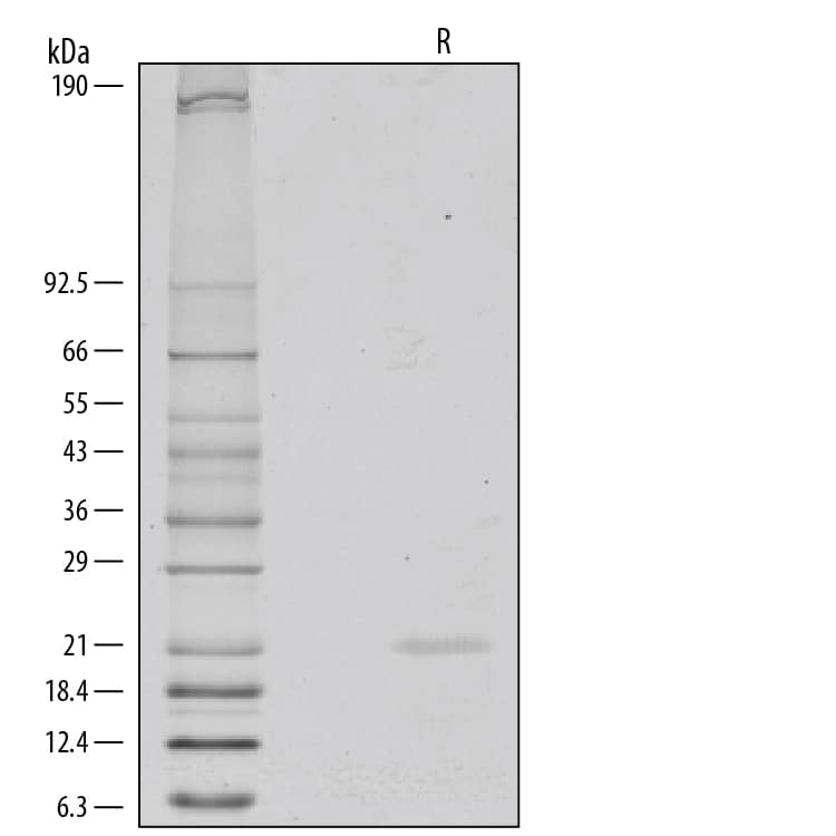 Recombinant Human FGF-8a Protein SDS-PAGE