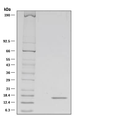 Recombinant Human FGF acidic/FGF1, Animal-Free Protein SDS-PAGE