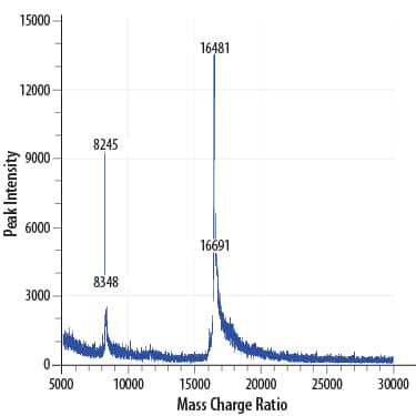 Recombinant Human FGF basic/FGF2 (146 aa) GMP Protein Mass Spectrometry