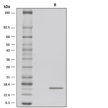 Recombinant Human FGF basic/FGF2 (145 aa) GMP Protein SDS-PAGE