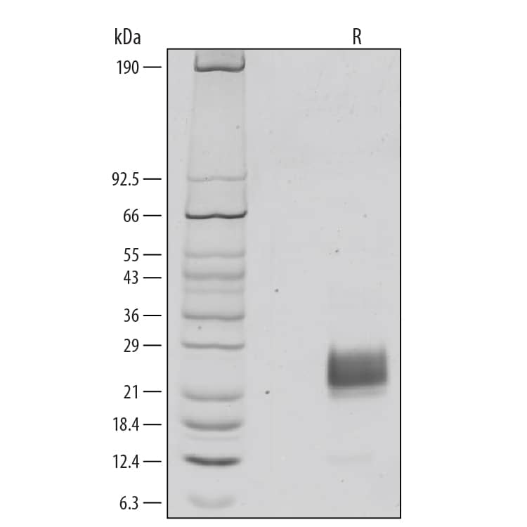 Recombinant Human FSH alpha/beta Protein SDS-PAGE