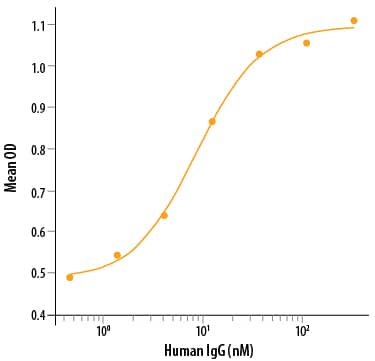 Recombinant Human Fc gamma RIIA/CD32a (R167) Protein Binding Activity