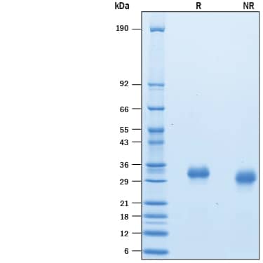 Recombinant Human Fc gamma RIIB/CD32b Avi-tag Protein SDS-PAGE