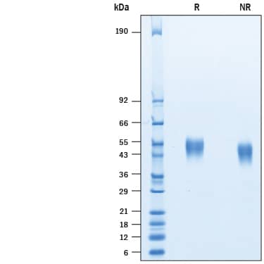 Recombinant Human Fc gamma RIIIA/CD16a His Avi Protein SDS-PAGE