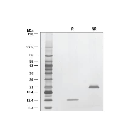 Bioactivity of Recombinant GDF-11 Protein Graph showing bioactivity of GDF-11 protein
