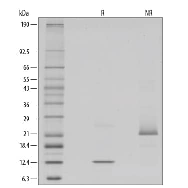 Recombinant Human/Mouse/Rat GDF-8/Myostatin GMP Protein SDS-PAGE