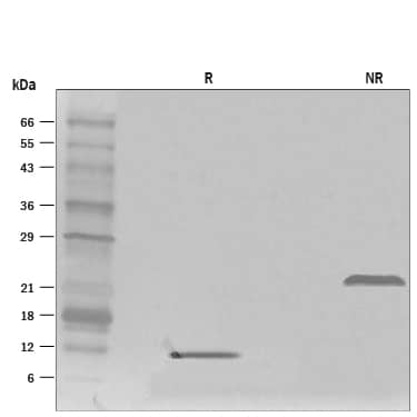 Recombinant Mouse GDF-15 Protein SDS-PAGE