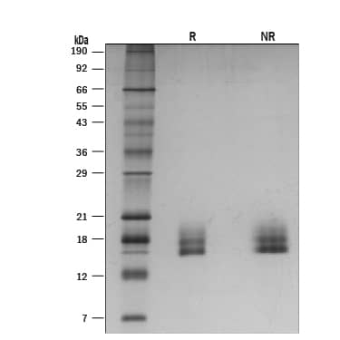 Recombinant Mouse GDF-3 Protein SDS-PAGE