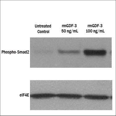 Recombinant Mouse GDF-3 Protein Bioactivity