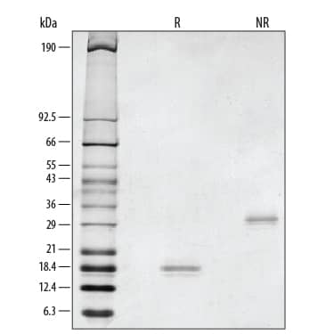 Recombinant Rat GDNF Protein SDS-PAGE