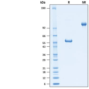 Recombinant Human GITR/TNFRSF18 Fc Avi-tag Protein SDS-PAGE