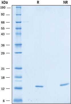 Recombinant Human Galectin-2 (HEK-293-expressed) Protein SDS-PAGE
