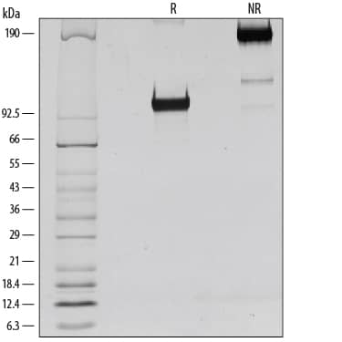 Recombinant Human ICAM-1/CD54 Fc Chimera Protein SDS-PAGE