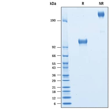 Recombinant Human ICAM-1/CD54 Fc Chimera Avi-tag Protein SDS-PAGE