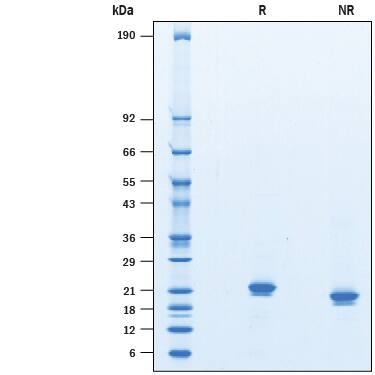 Recombinant Mouse IFN-alpha 11 Protein SDS-PAGE