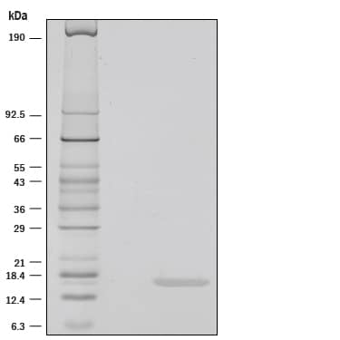 Recombinant Human IL-36 alpha/IL-1F6 (aa 6-158) Protein SDS-PAGE