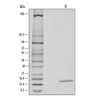 Recombinant Human IL-3 Protein SDS-PAGE