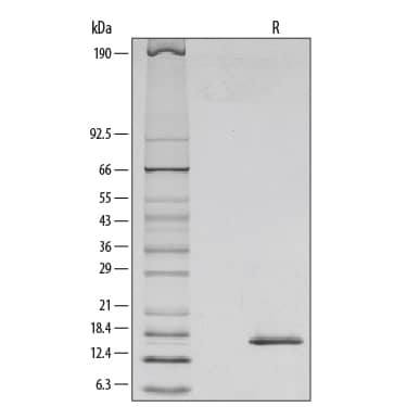 Recombinant Mouse IL-7 Protein SDS-PAGE