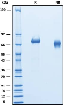 Recombinant Human IL-12 (linked heterodimer) Protein SDS-PAGE