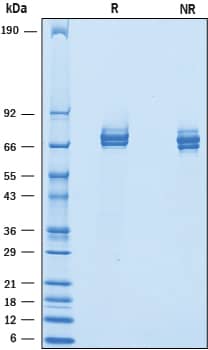 Recombinant Mouse IL-12 (linked heterodimer) Protein SDS-PAGE