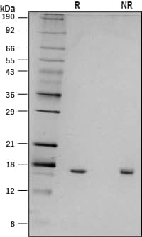 Recombinant Mouse IL-18/IL-1F4 Protein SDS-PAGE