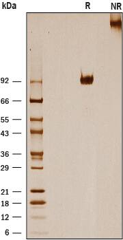 Recombinant Mouse IL-31RA Fc Chimera Protein SDS-PAGE