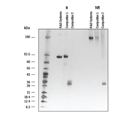 Recombinant Human IL-35 Fc Chimera Protein SDS-PAGE