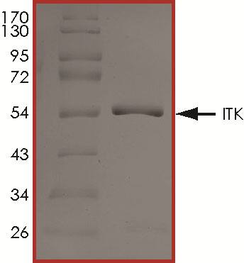 Recombinant Human Active ITK (aa 352-620) Protein SDS-PAGE