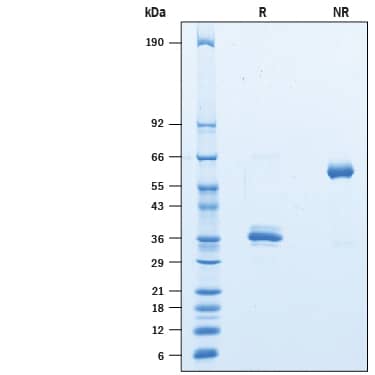 Recombinant Human IgG1 Fc Avi-tag Protein SDS-PAGE