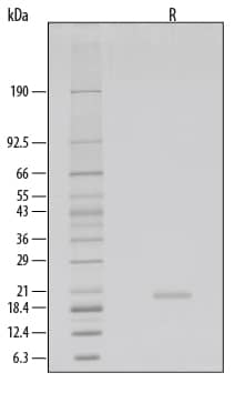 Recombinant Human KGF/FGF-7 GMP Protein SDS-PAGE