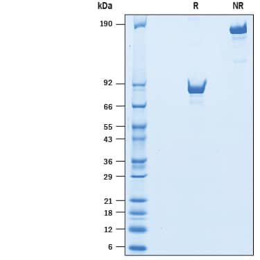 Recombinant Human LAG-3 Fc Chimera Avi-tag Protein SDS-PAGE